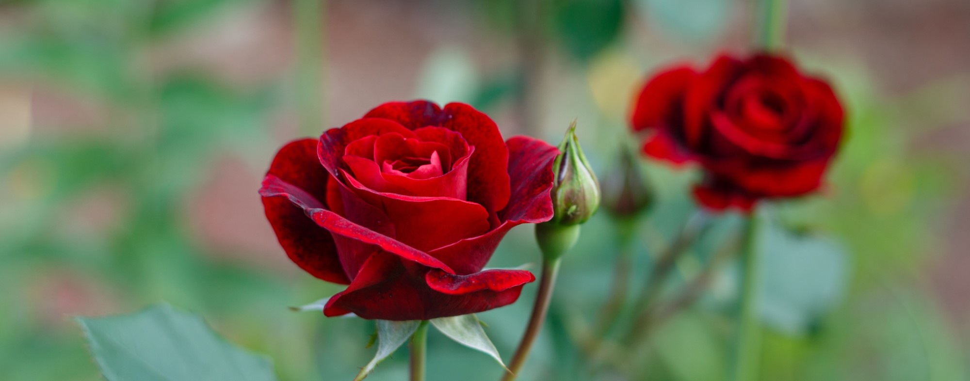 Roseira